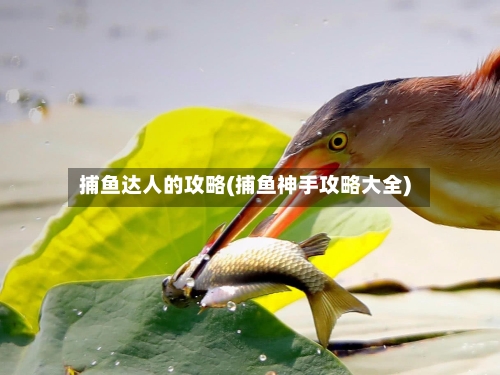 捕鱼达人的攻略(捕鱼神手攻略大全)