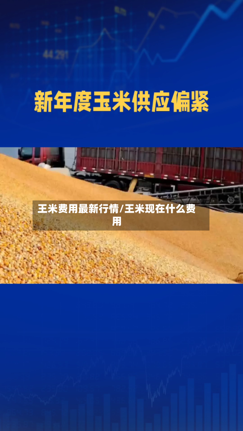 王米费用最新行情/王米现在什么费用-第2张图片