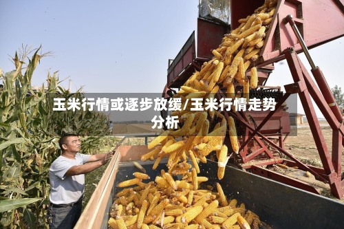 玉米行情或逐步放缓/玉米行情走势分析
