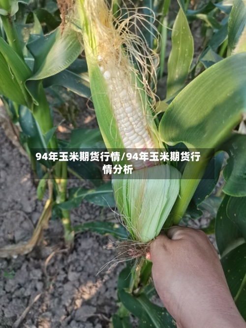 94年玉米期货行情/94年玉米期货行情分析-第3张图片