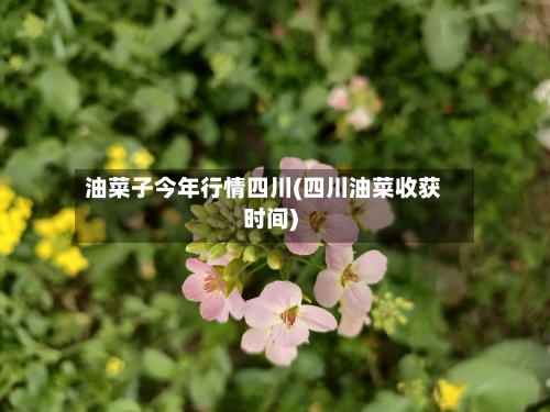 油菜子今年行情四川(四川油菜收获时间)-第3张图片