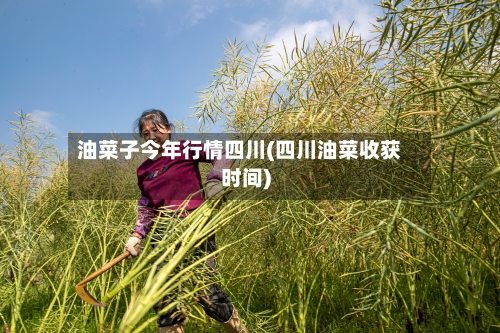 油菜子今年行情四川(四川油菜收获时间)