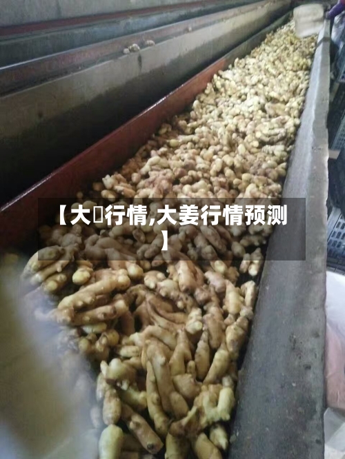 【大祘行情,大姜行情预测】