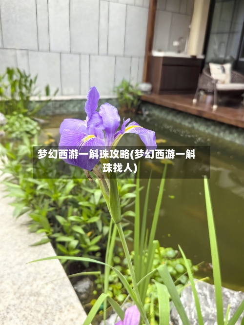 梦幻西游一斛珠攻略(梦幻西游一斛珠找人)-第1张图片