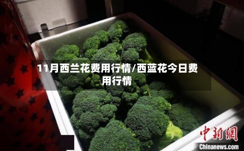 11月西兰花费用行情/西蓝花今日费用行情-第2张图片