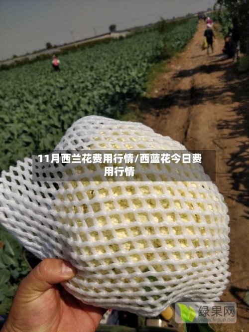 11月西兰花费用行情/西蓝花今日费用行情