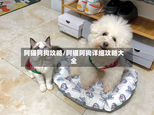 阿猫阿狗攻略/阿猫阿狗详细攻略大全
