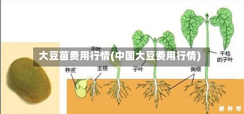 大豆苗费用行情(中国大豆费用行情)-第3张图片