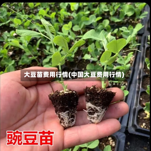 大豆苗费用行情(中国大豆费用行情)-第2张图片