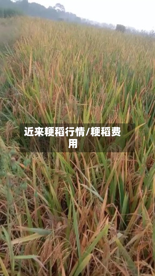 近来粳稻行情/粳稻费用-第2张图片
