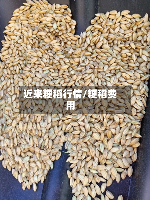 近来粳稻行情/粳稻费用