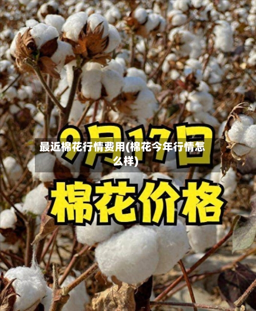 最近棉花行情费用(棉花今年行情怎么样)-第2张图片