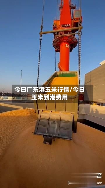 今日广东港玉米行情/今日玉米到港费用