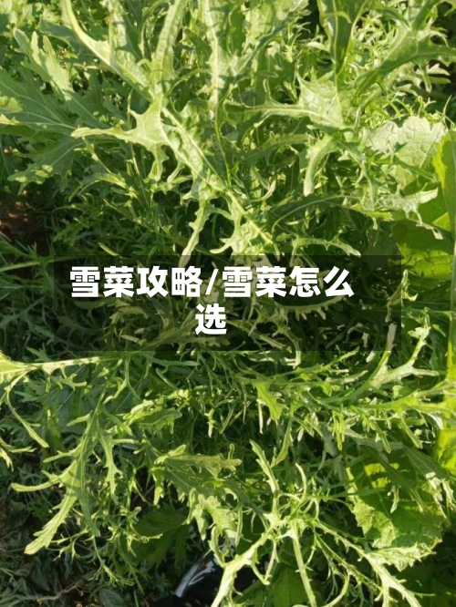 雪菜攻略/雪菜怎么选