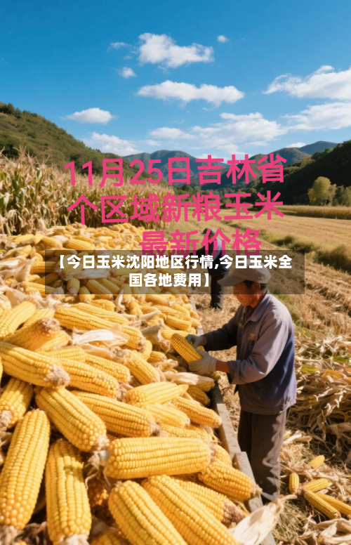 【今日玉米沈阳地区行情,今日玉米全国各地费用】
