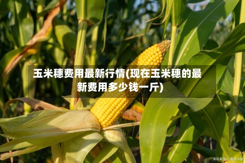 玉米穗费用最新行情(现在玉米穗的最新费用多少钱一斤)-第3张图片