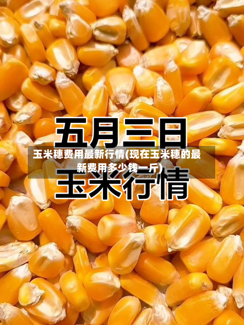 玉米穗费用最新行情(现在玉米穗的最新费用多少钱一斤)