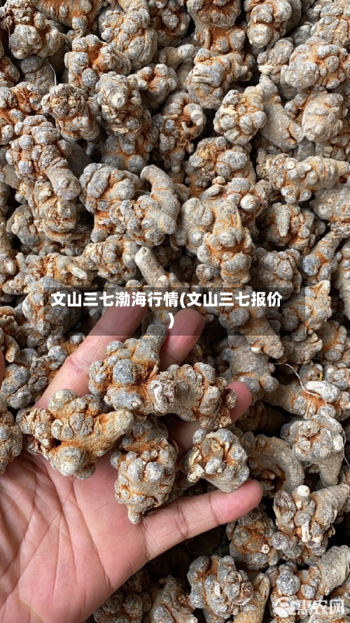 文山三七渤海行情(文山三七报价)-第2张图片