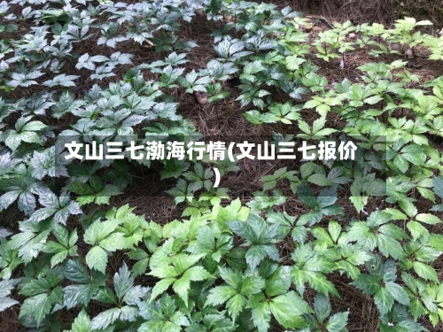 文山三七渤海行情(文山三七报价)