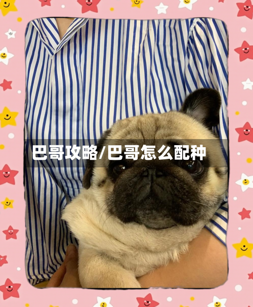 巴哥攻略/巴哥怎么配种