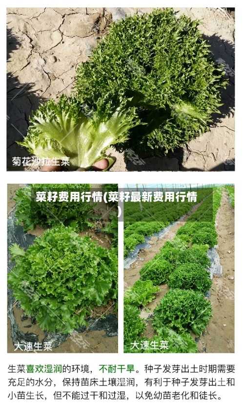 菜耔费用行情(菜籽最新费用行情)