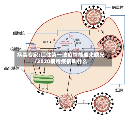 病毒专家:顶住第一波疫情能迎来曙光/2020病毒疫情叫什么-第3张图片