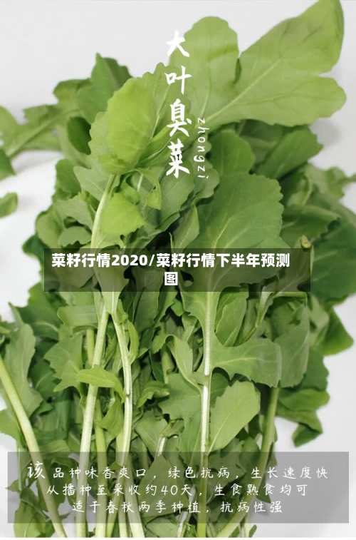菜籽行情2020/菜籽行情下半年预测图-第2张图片