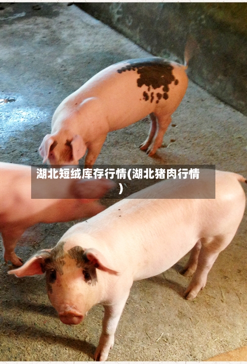 湖北短绒库存行情(湖北猪肉行情)