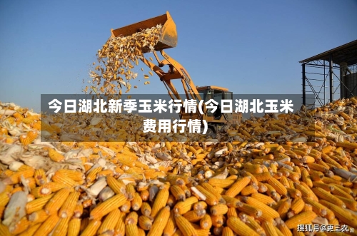 今日湖北新季玉米行情(今日湖北玉米费用行情)-第2张图片