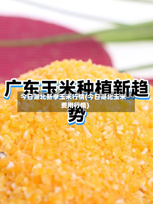 今日湖北新季玉米行情(今日湖北玉米费用行情)