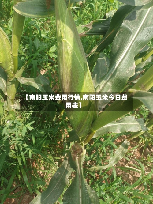 【南阳玉米费用行情,南阳玉米今日费用表】
