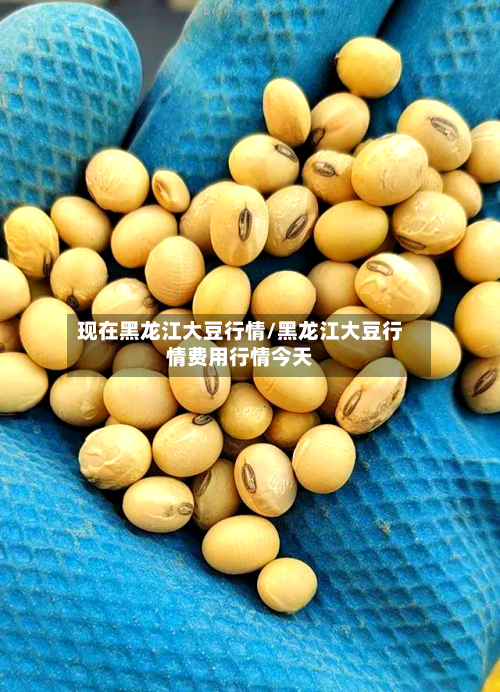 现在黑龙江大豆行情/黑龙江大豆行情费用行情今天