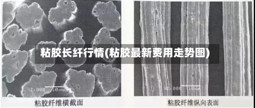 粘胶长纤行情(粘胶最新费用走势图)