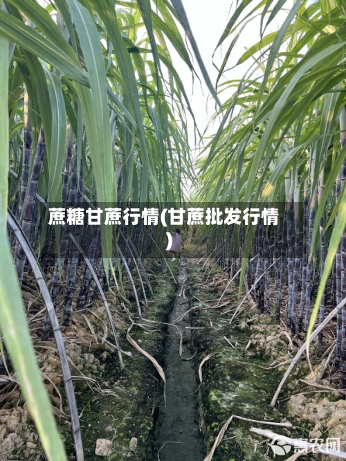 蔗糖甘蔗行情(甘蔗批发行情)-第3张图片