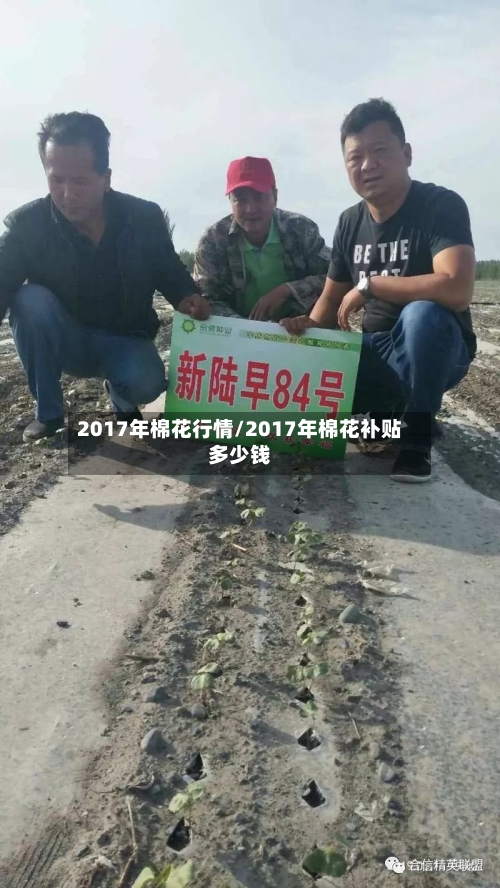 2017年棉花行情/2017年棉花补贴多少钱-第2张图片