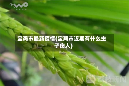 宝鸡市最新疫情(宝鸡市近期有什么虫子伤人)-第2张图片