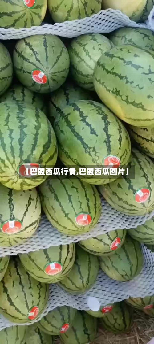 【巴盟西瓜行情,巴盟西瓜图片】