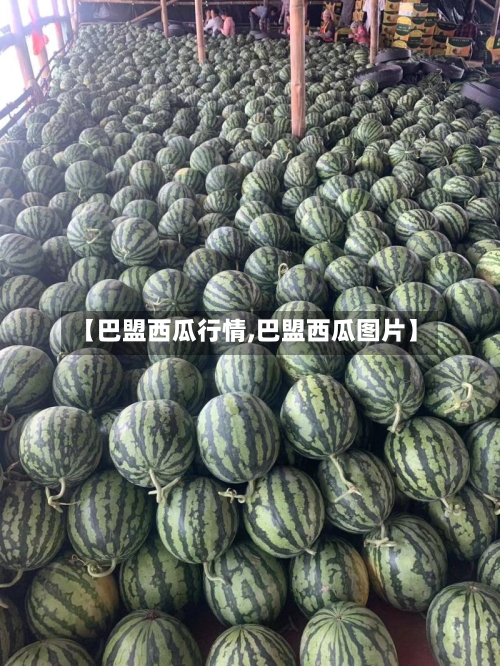 【巴盟西瓜行情,巴盟西瓜图片】-第2张图片