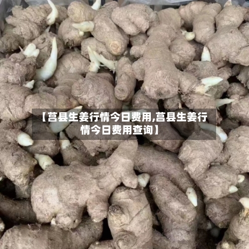 【莒县生姜行情今日费用,莒县生姜行情今日费用查询】