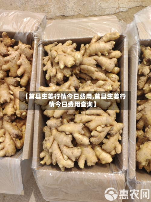 【莒县生姜行情今日费用,莒县生姜行情今日费用查询】-第2张图片