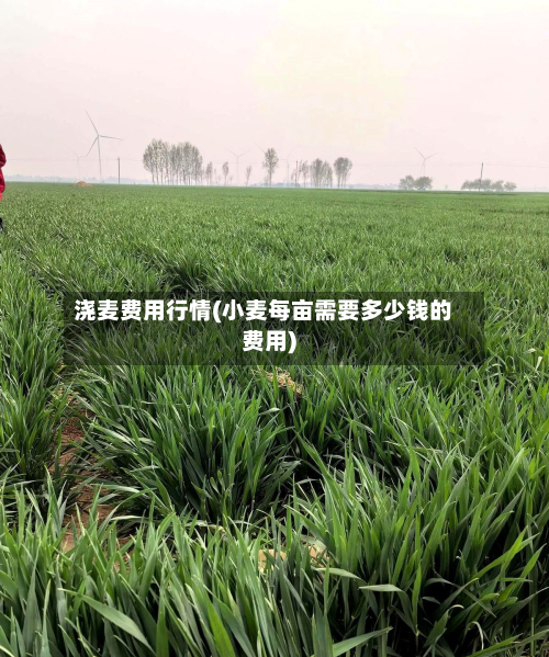 浇麦费用行情(小麦每亩需要多少钱的费用)-第2张图片