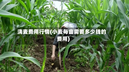 浇麦费用行情(小麦每亩需要多少钱的费用)