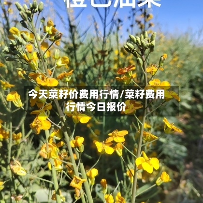 今天菜籽价费用行情/菜籽费用行情今日报价