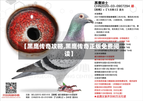 【黑鹰传奇攻略,黑鹰传奇正版免费阅读】