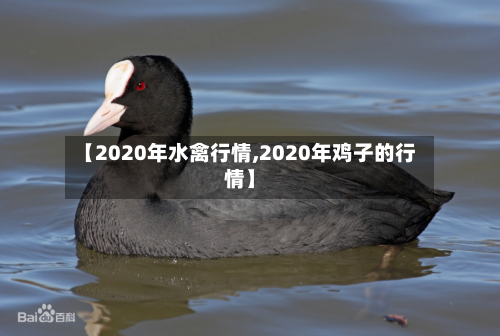 【2020年水禽行情,2020年鸡子的行情】-第3张图片
