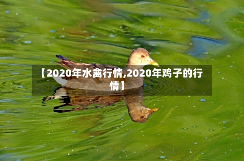 【2020年水禽行情,2020年鸡子的行情】-第2张图片