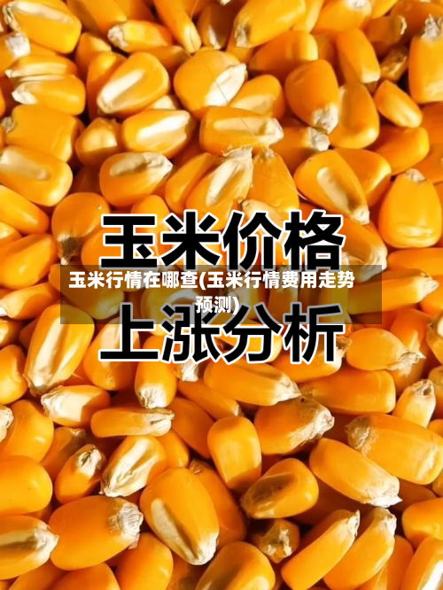 玉米行情在哪查(玉米行情费用走势预测)-第2张图片