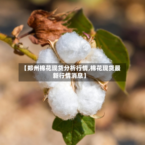 【郑州棉花现货分析行情,棉花现货最新行情消息】