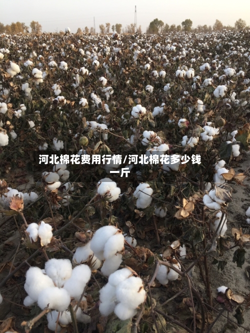河北棉花费用行情/河北棉花多少钱一斤