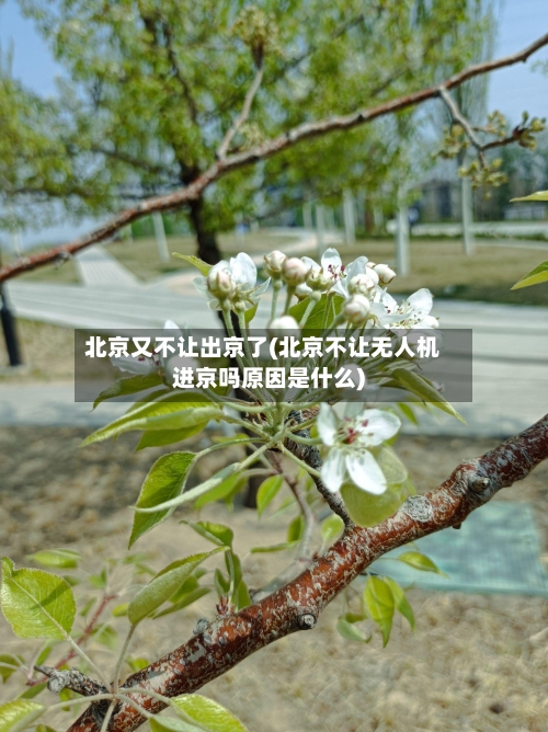 北京又不让出京了(北京不让无人机进京吗原因是什么)-第3张图片